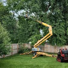 Best Hedge Trimming  in Cambridge, OH