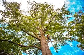 Best Tree Cabling and Bracing  in Cambridge, OH