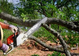 How Our Tree Care Process Works  in  Cambridge, OH