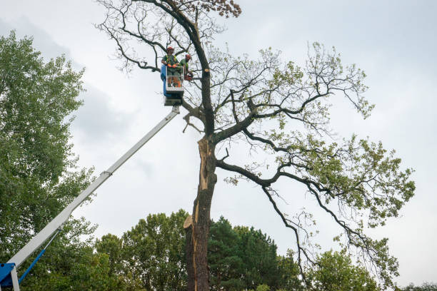 Best Storm Damage Tree Cleanup  in Cambridge, OH