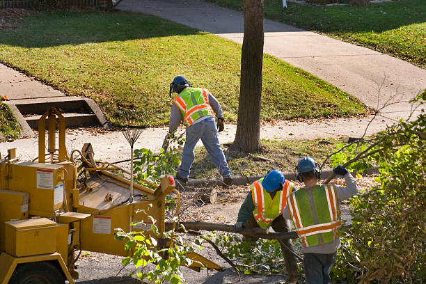 Best Firewood Processing and Delivery  in Cambridge, OH