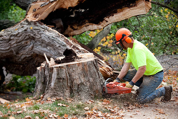  Cambridge, OH Tree Services Pros