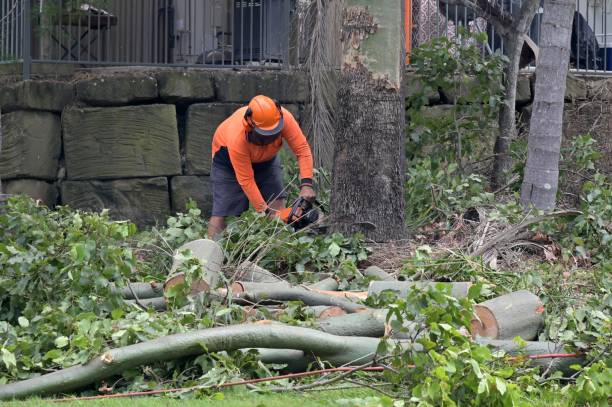 Best Tree Removal  in Cambridge, OH